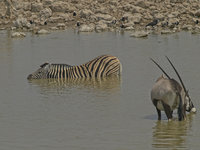 Waterhole [ 20 images ]